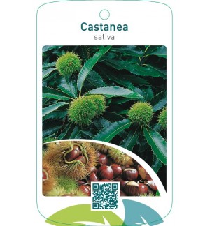Castanea sativa