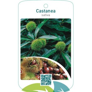 Castanea sativa