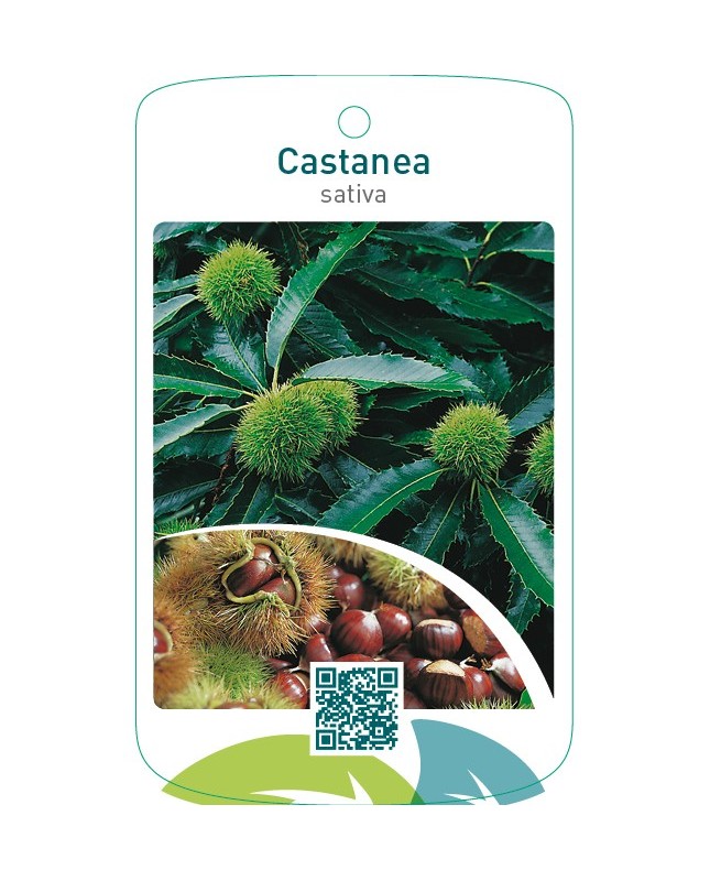 Castanea sativa