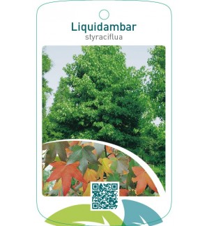 Liquidambar styraciflua