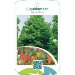 Liquidambar styraciflua