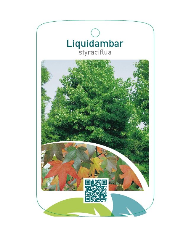 Liquidambar styraciflua