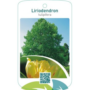Liriodendron tulipifera