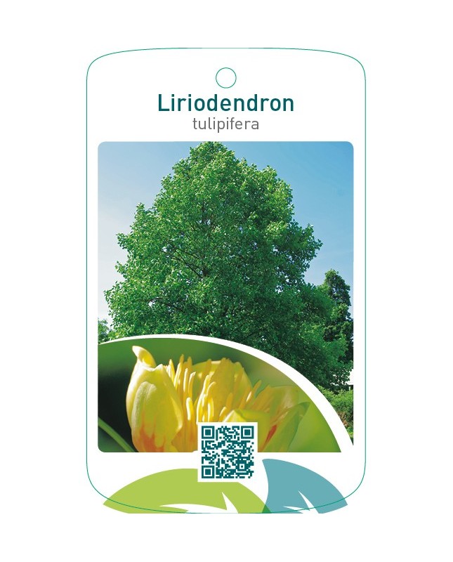 Liriodendron tulipifera