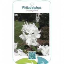 Philadelphus ‘Snowgoose’