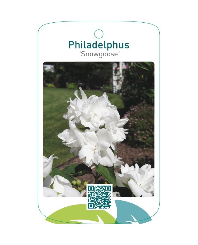 Philadelphus ‘Snowgoose’