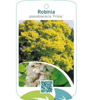 Robinia pseudoacacia ‘Frisia’