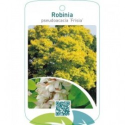Robinia pseudoacacia ‘Frisia’