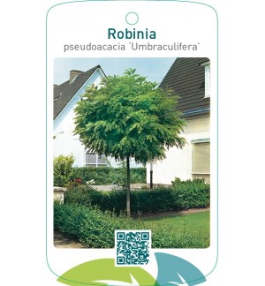 Robinia pseudoacacia ‘Umbraculifera’