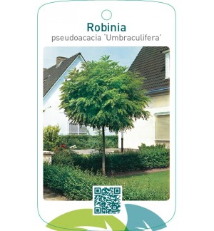Robinia pseudoacacia ‘Umbraculifera’