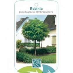 Robinia pseudoacacia ‘Umbraculifera’