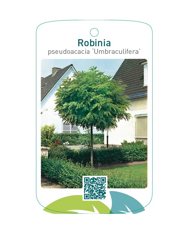 Robinia pseudoacacia ‘Umbraculifera’