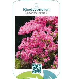 Rhododendron [Japanese Azalea]  zacht roze
