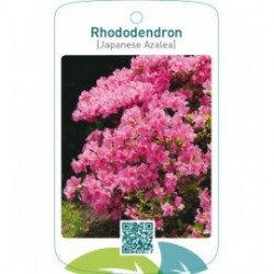 Rhododendron [Japanese Azalea]  zacht roze