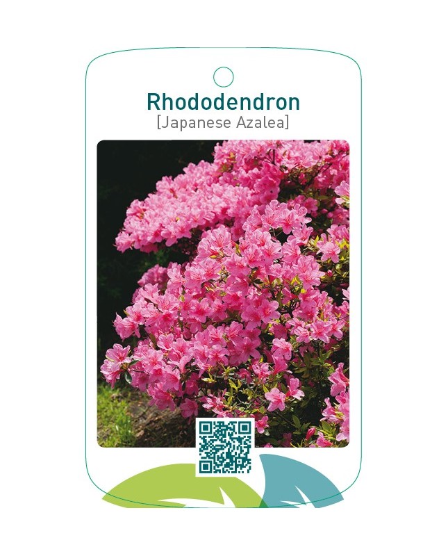 Rhododendron [Japanese Azalea]  zacht roze