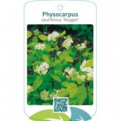 Physocarpus opulifolius ‘Nugget’