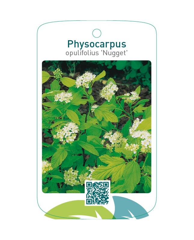Physocarpus opulifolius ‘Nugget’