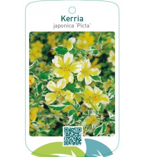 Kerria japonica ‘Picta’
