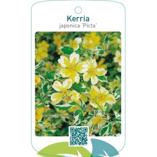Kerria japonica ‘Picta’