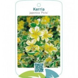 Kerria japonica ‘Picta’