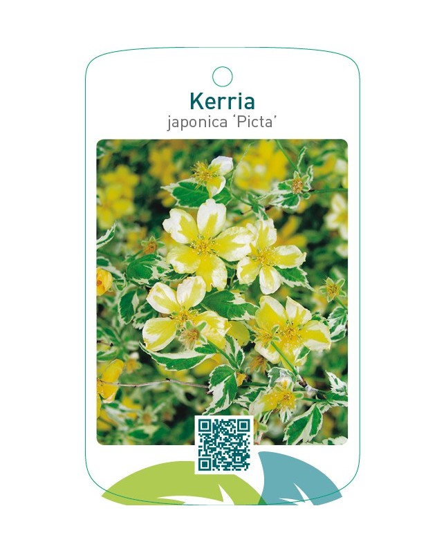 Kerria japonica ‘Picta’