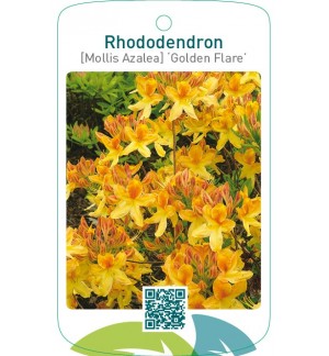 Rhododendron [Mollis Azalea] ‘Golden Flare’