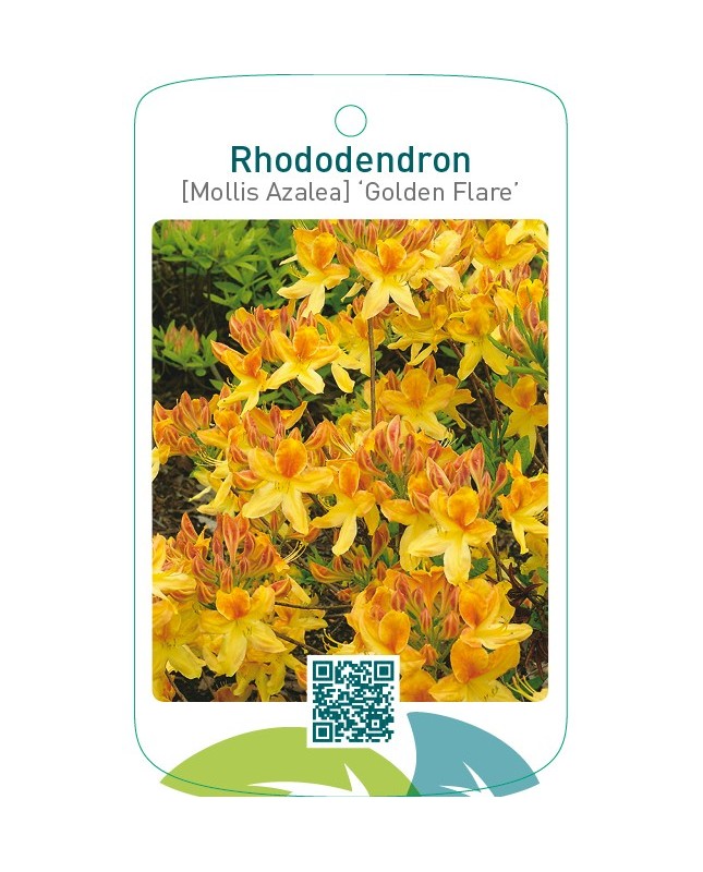 Rhododendron [Mollis Azalea] ‘Golden Flare’