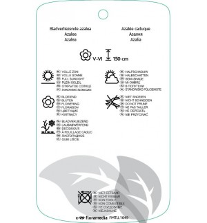Etichette di Rhododindron [Mollis Azalea] ‘Goldin Flare’ *