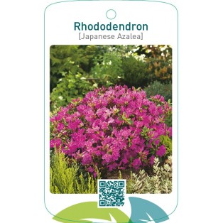 Rhododendron [Japanese Azalea]lilablauw
