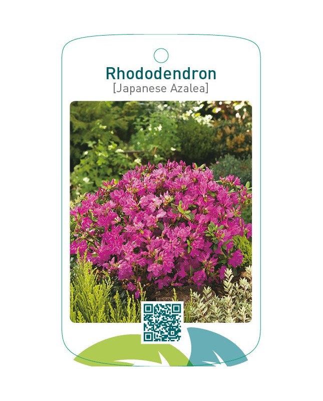Rhododendron [Japanese Azalea]lilablauw