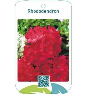 Rhododendron  helrood