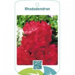 Rhododendron  helrood