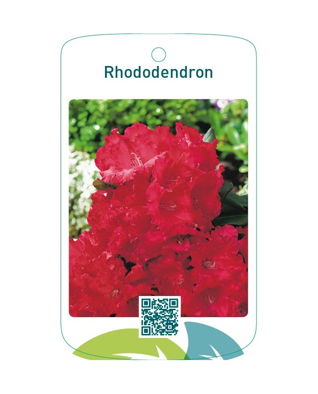 Rhododendron  helrood