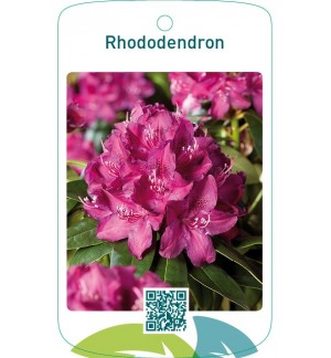 Rhododendron lilarood