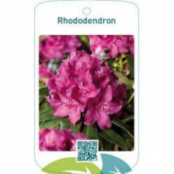 Rhododendron lilarood