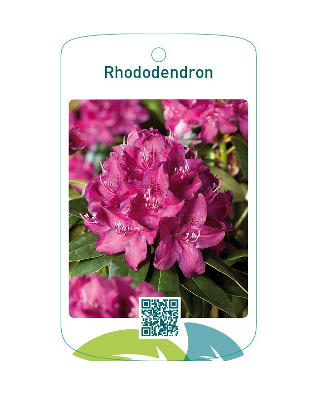 Rhododendron lilarood