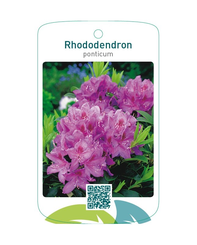 Rhododendron ponticum roze