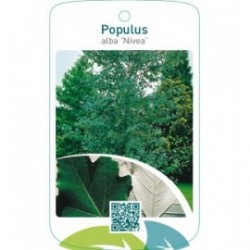 Populus alba ‘Nivea’