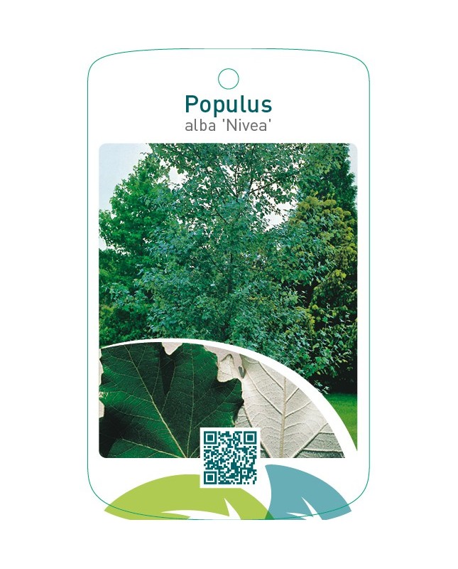 Populus alba ‘Nivea’