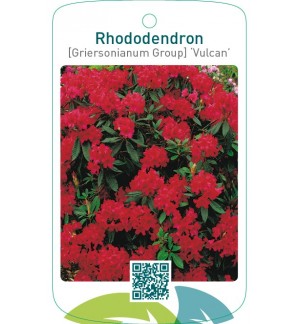 Rhododendron [Griersonianum Group] ‘Vulcan’