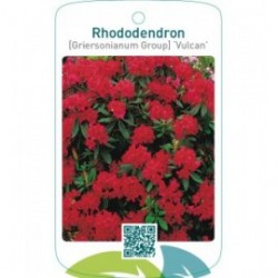 Rhododendron [Griersonianum Group] ‘Vulcan’