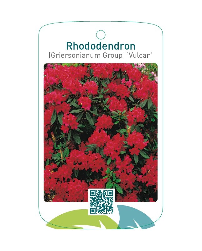 Rhododendron [Griersonianum Group] ‘Vulcan’