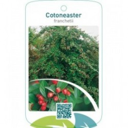 Cotoneaster franchetii