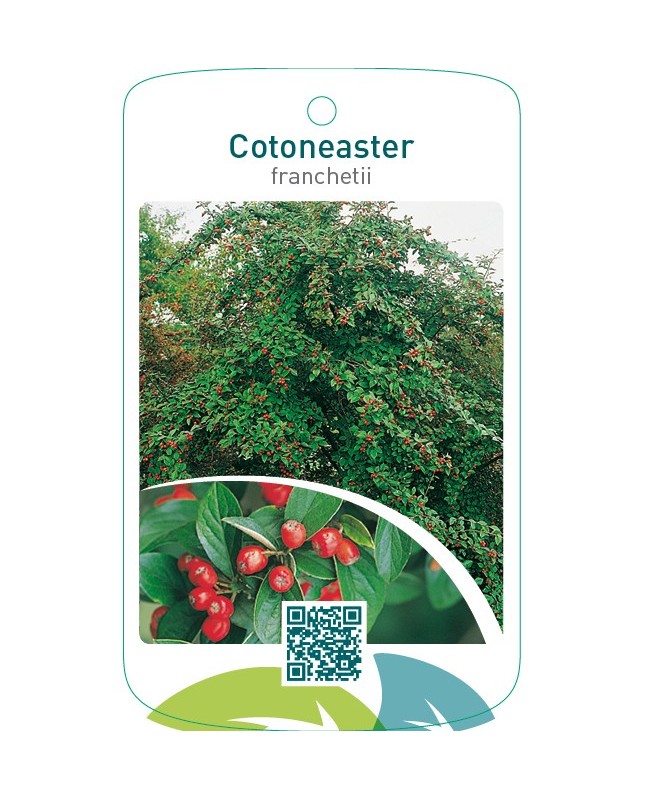 Cotoneaster franchetii