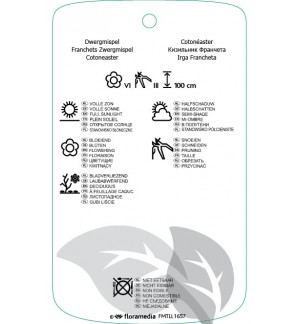 Etichette di Cotoneaster franchetii *