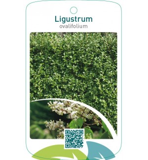 Ligustrum ovalifolium