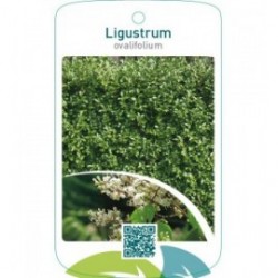 Ligustrum ovalifolium