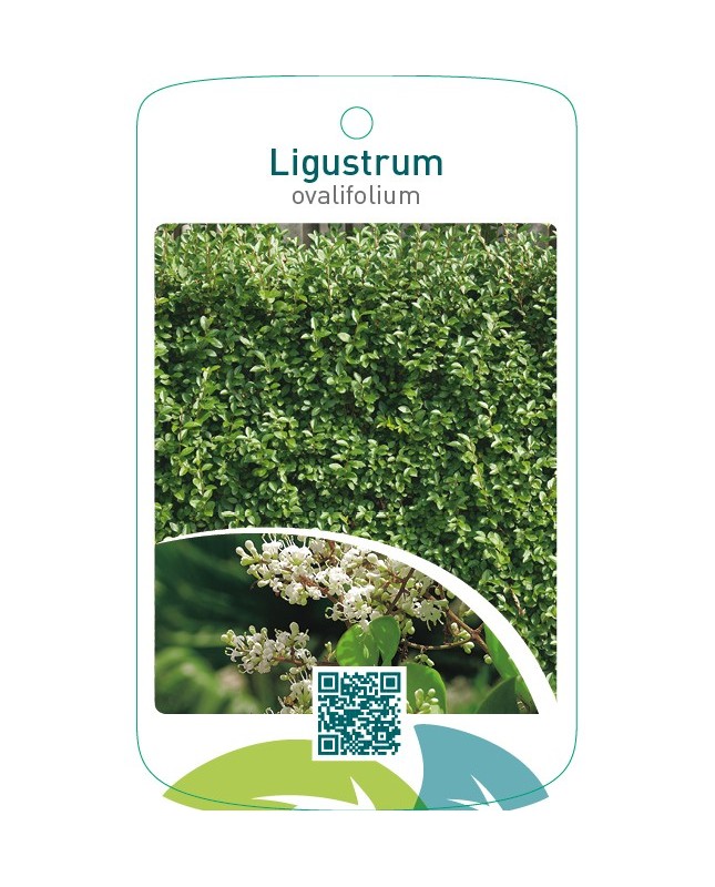 Ligustrum ovalifolium