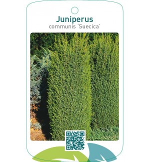 Juniperus communis ‘Suecica’