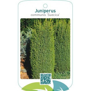 Juniperus communis ‘Suecica’